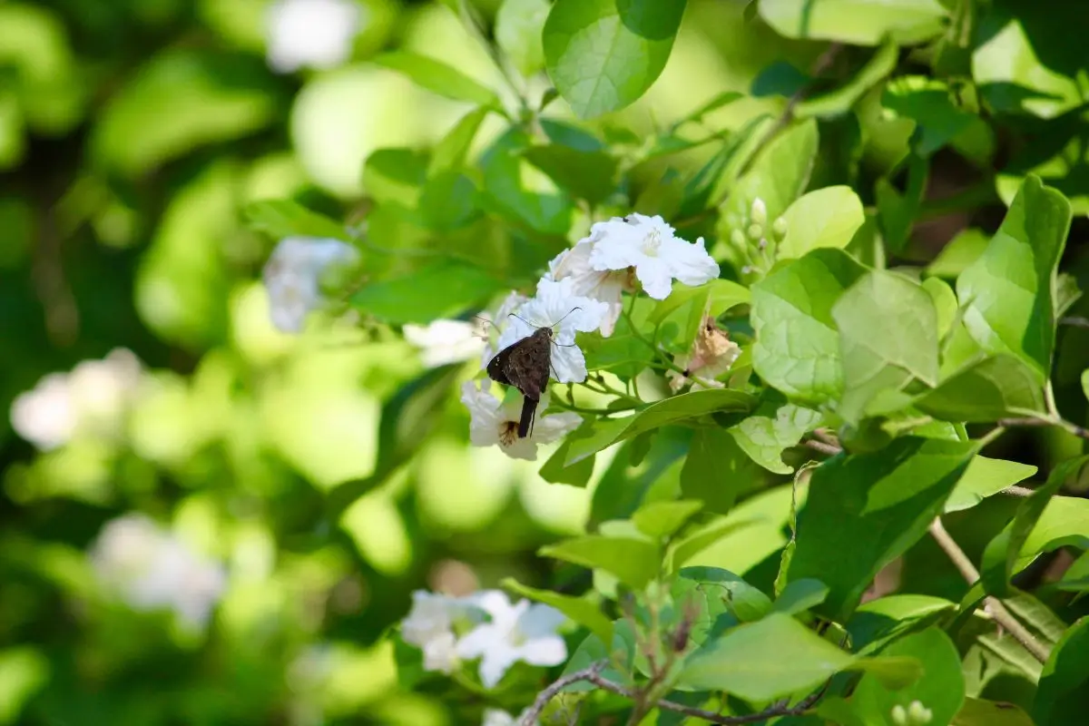 Quem tem pressão alta pode tomar erva baleeira