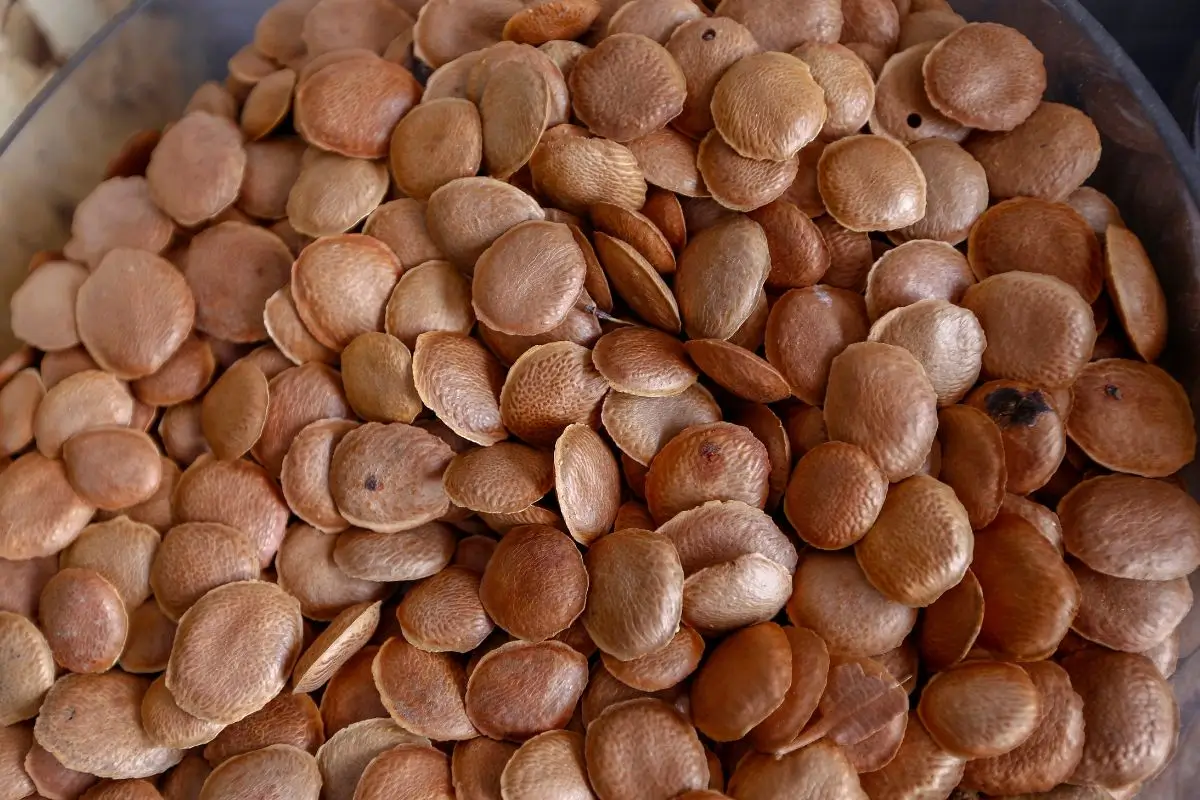 sementes de sucupira.