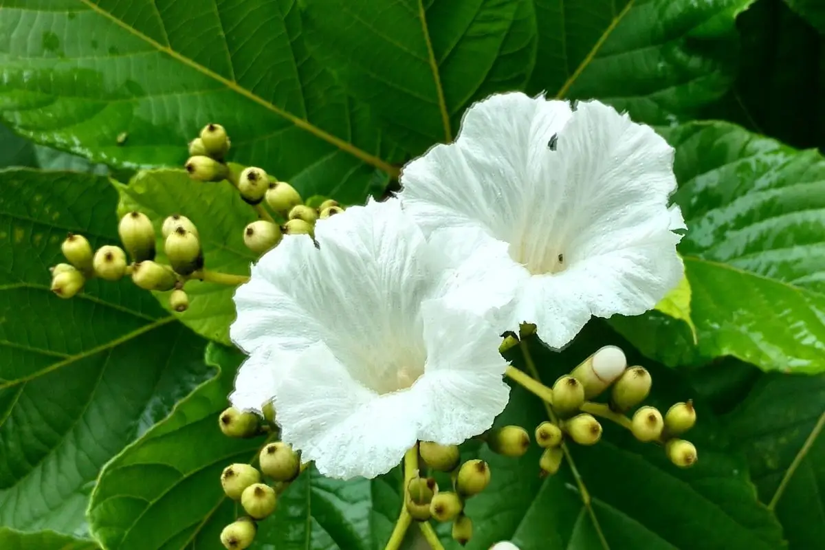 Erva baleeira faz mal para o fígado